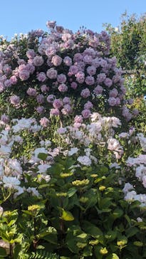 横浜イングリッシュガーデンに投稿された画像（2024/5/10）