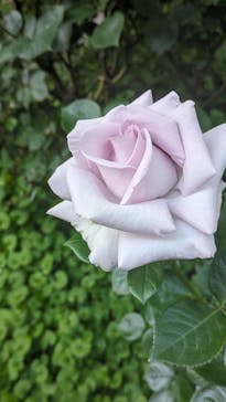 横浜イングリッシュガーデンに投稿された画像（2024/5/10）