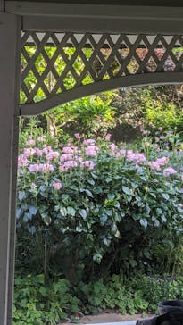 横浜イングリッシュガーデンに投稿された画像（2024/5/10）