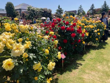 京成バラ園に投稿された画像（2024/5/10）