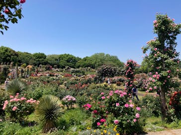 京成バラ園に投稿された画像（2024/5/10）