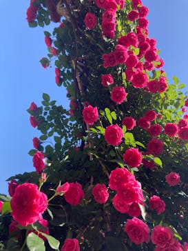 京成バラ園に投稿された画像（2024/5/10）