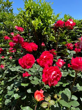 横浜イングリッシュガーデンに投稿された画像（2024/5/10）