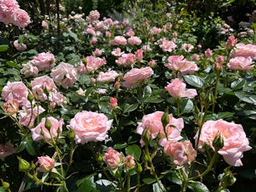 横浜イングリッシュガーデンに投稿された画像（2024/5/10）