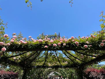 横浜イングリッシュガーデンに投稿された画像（2024/5/10）