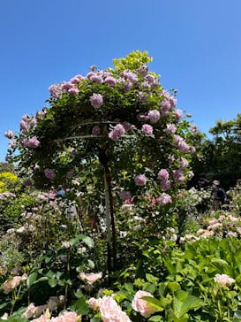 横浜イングリッシュガーデンに投稿された画像（2024/5/10）