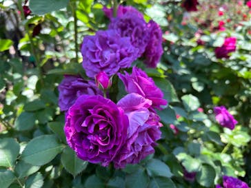 横浜イングリッシュガーデンに投稿された画像（2024/5/10）