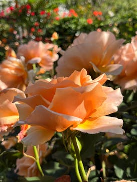 横浜イングリッシュガーデンに投稿された画像（2024/5/10）