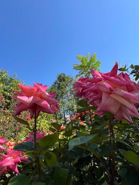 横浜イングリッシュガーデンに投稿された画像（2024/5/10）