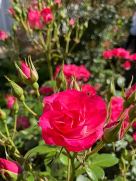 横浜イングリッシュガーデンに投稿された画像（2024/5/10）