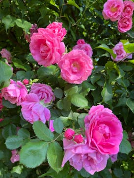 横浜イングリッシュガーデンに投稿された画像（2024/5/10）