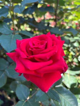 横浜イングリッシュガーデンに投稿された画像（2024/5/10）