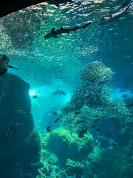 新江ノ島水族館に投稿された画像（2024/5/10）