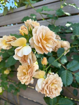 横浜イングリッシュガーデンに投稿された画像（2024/5/10）