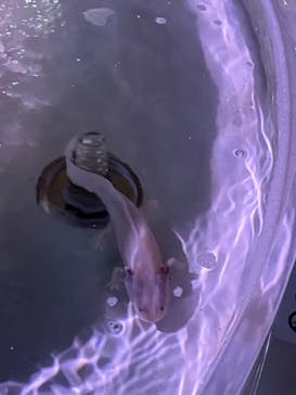 NARA IKIMONO MUSEUMに投稿された画像（2024/5/10）