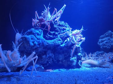 竹島水族館に投稿された画像（2024/5/10）