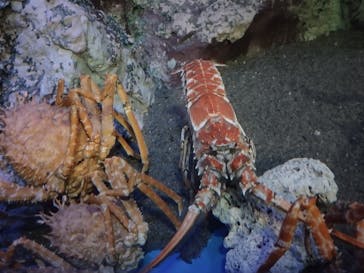 竹島水族館に投稿された画像（2024/5/10）