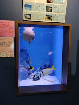 竹島水族館に投稿された画像（2024/5/10）