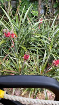 ナゴパイナップルパークに投稿された画像（2024/5/11）