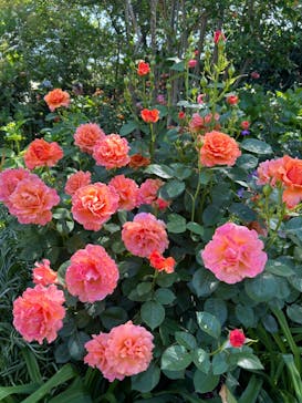 横浜イングリッシュガーデンに投稿された画像（2024/5/11）