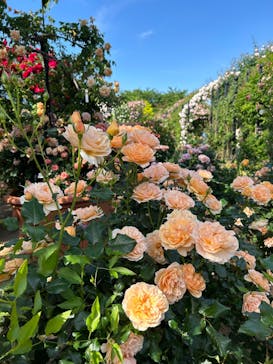 横浜イングリッシュガーデンに投稿された画像（2024/5/11）