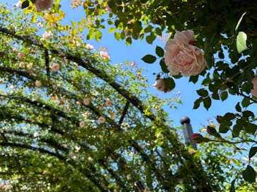 横浜イングリッシュガーデンに投稿された画像（2024/5/11）