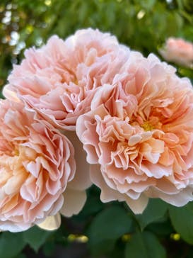 横浜イングリッシュガーデンに投稿された画像（2024/5/11）