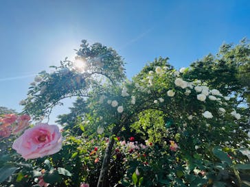 京成バラ園に投稿された画像（2024/5/11）