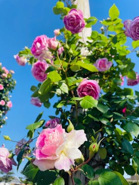 京成バラ園に投稿された画像（2024/5/11）