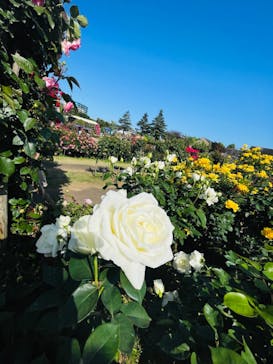 京成バラ園に投稿された画像（2024/5/11）