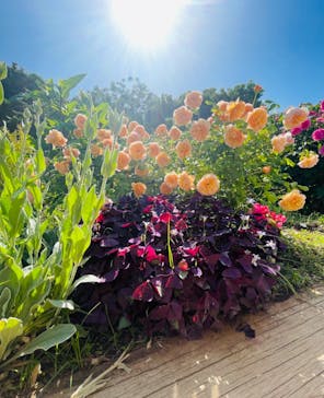 京成バラ園に投稿された画像（2024/5/11）