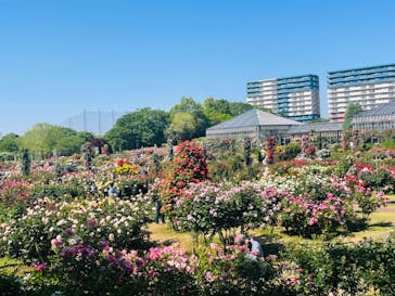 京成バラ園に投稿された画像（2024/5/11）