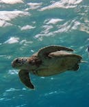 宮古島 ADVENTURE PiPi（ミヤコジマ アドベンチャー ピピ）に投稿された画像（2024/5/11）