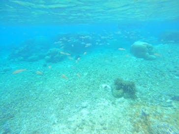 宮古島 ADVENTURE PiPi（ミヤコジマ アドベンチャー ピピ）に投稿された画像（2024/5/11）