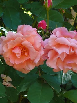 浜名湖花博2024に投稿された画像（2024/5/11）