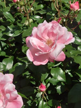 浜名湖花博2024に投稿された画像（2024/5/11）