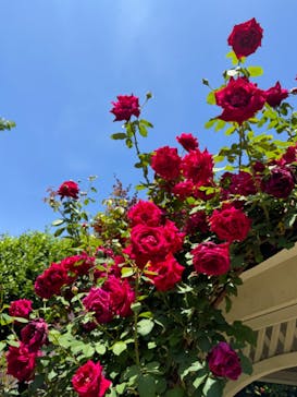 横浜イングリッシュガーデンに投稿された画像（2024/5/11）