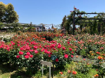 万博記念公園に投稿された画像（2024/5/11）