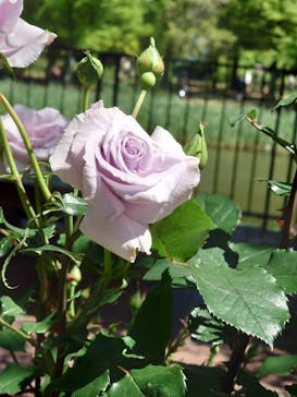 浜名湖花博2024に投稿された画像（2024/5/11）