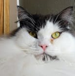 猫カフェモカ　池袋本店に投稿された画像（2024/5/11）