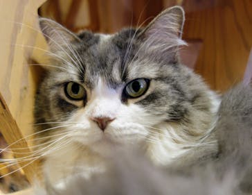 猫カフェモカ　池袋本店に投稿された画像（2024/5/11）
