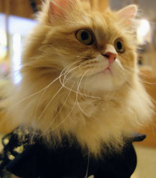 猫カフェモカ　池袋本店に投稿された画像（2024/5/11）