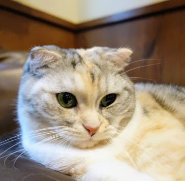 猫カフェモカ　池袋東口店に投稿された画像（2024/5/11）