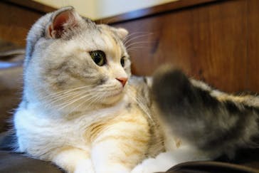 猫カフェモカ　池袋東口店に投稿された画像（2024/5/11）