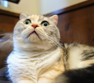 猫カフェモカ　池袋東口店に投稿された画像（2024/5/11）