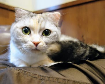 猫カフェモカ　池袋東口店に投稿された画像（2024/5/11）