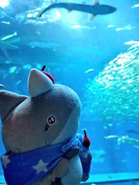 アクアワールド茨城県大洗水族館に投稿された画像（2024/5/11）