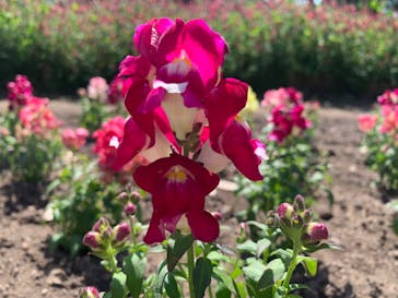 とっとり花回廊に投稿された画像（2024/5/11）