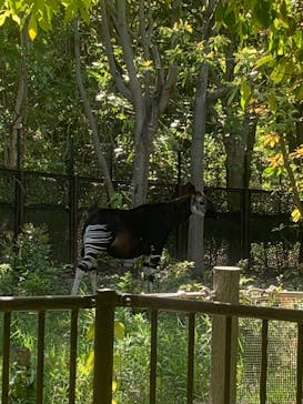 よこはま動物園ズーラシアに投稿された画像（2024/5/11）