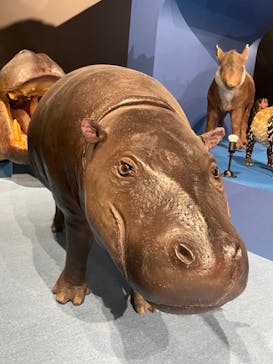 特別展「大哺乳類展３－わけてつなげて大行進」に投稿された画像（2024/5/11）
